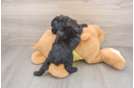 Mini Aussiedoodle Puppy for Adoption