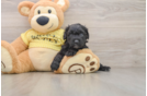 Energetic Aussie Poo Poodle Mix Puppy