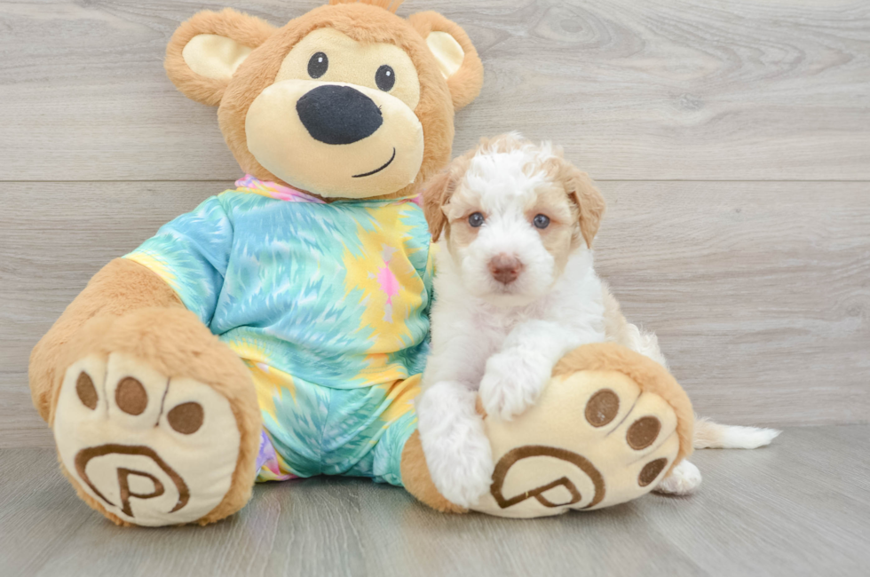 5 week old Mini Aussiedoodle Puppy For Sale - Windy City Pups