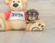 7 week old Mini Aussiedoodle Puppy For Sale - Windy City Pups