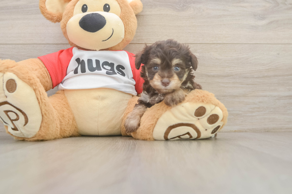 6 week old Mini Aussiedoodle Puppy For Sale - Windy City Pups