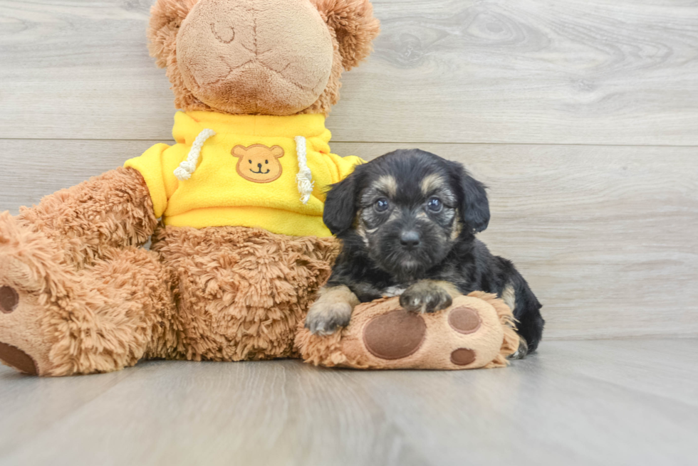 Cute Mini Aussiedoodle Baby