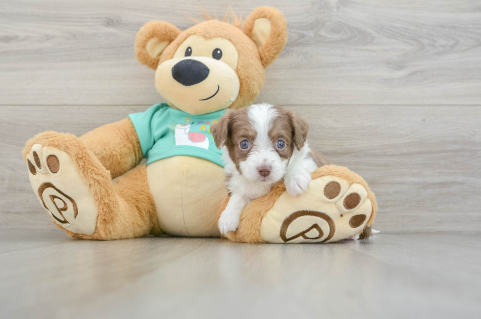 5 week old Mini Aussiedoodle Puppy For Sale - Windy City Pups