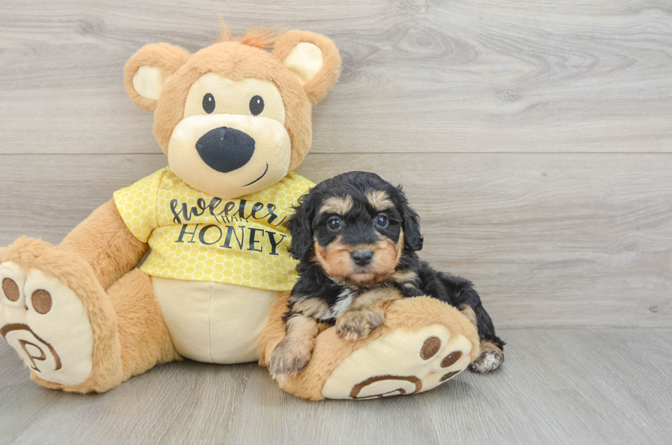 7 week old Mini Aussiedoodle Puppy For Sale - Windy City Pups