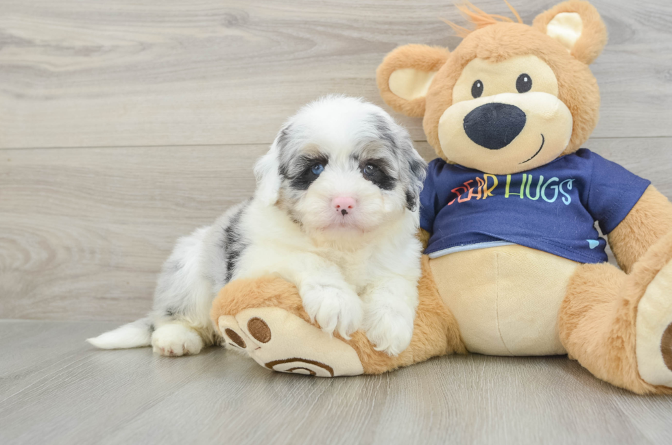 5 week old Mini Aussiedoodle Puppy For Sale - Windy City Pups