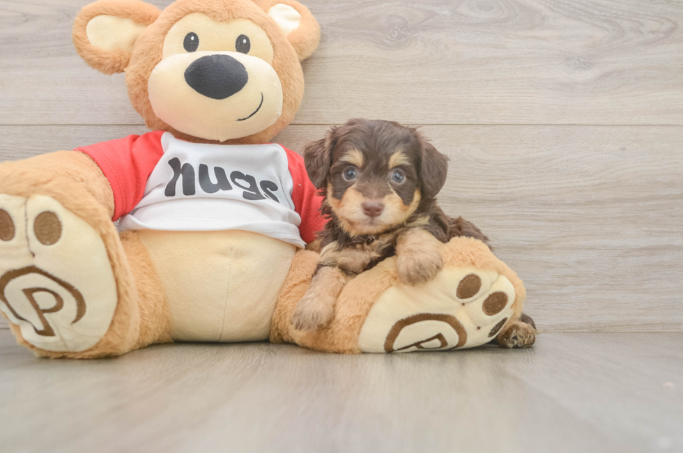 6 week old Mini Aussiedoodle Puppy For Sale - Windy City Pups