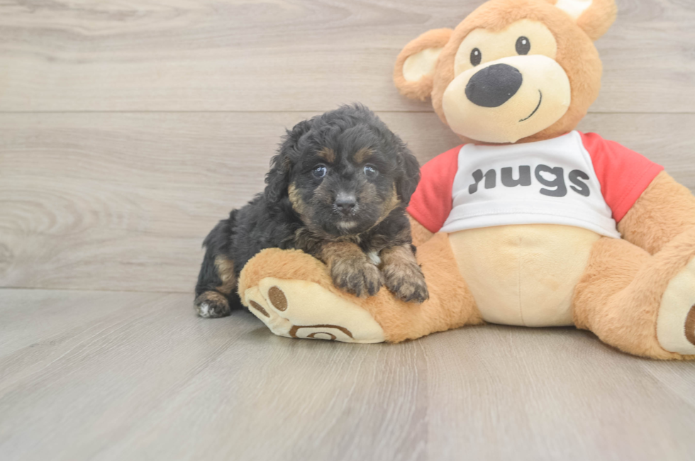 5 week old Mini Aussiedoodle Puppy For Sale - Windy City Pups
