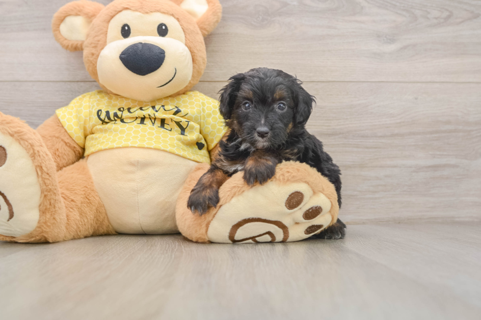 Hypoallergenic Aussiepoo Poodle Mix Puppy
