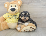 8 week old Mini Aussiedoodle Puppy For Sale - Windy City Pups