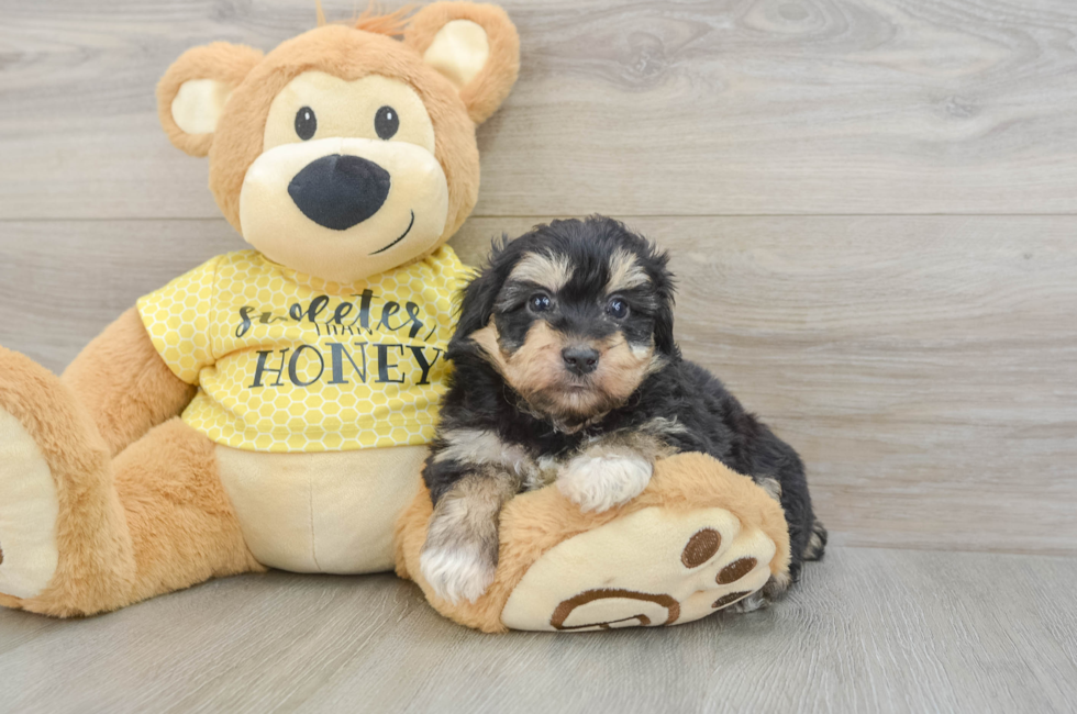 7 week old Mini Aussiedoodle Puppy For Sale - Windy City Pups