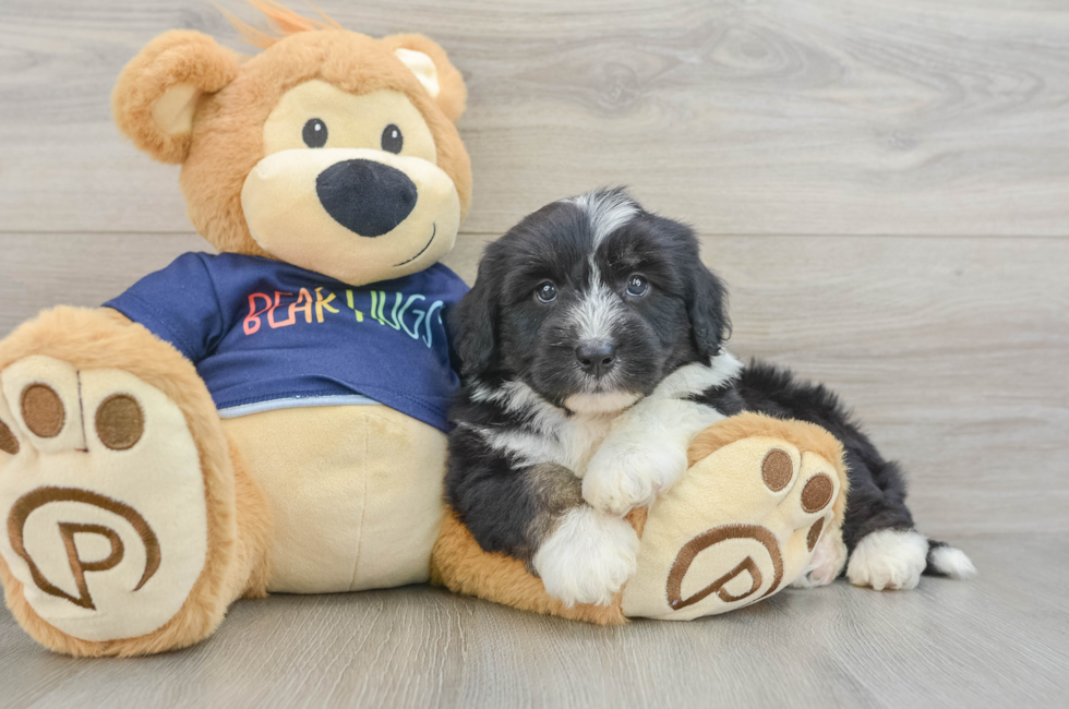 5 week old Mini Aussiedoodle Puppy For Sale - Windy City Pups
