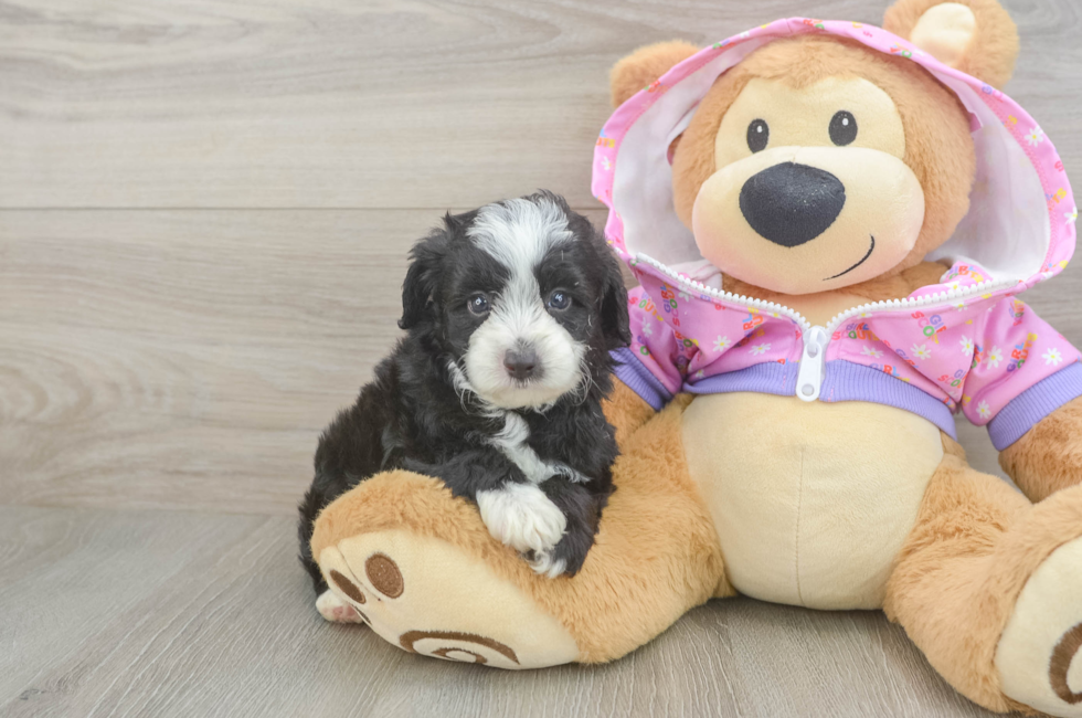 5 week old Mini Aussiedoodle Puppy For Sale - Windy City Pups