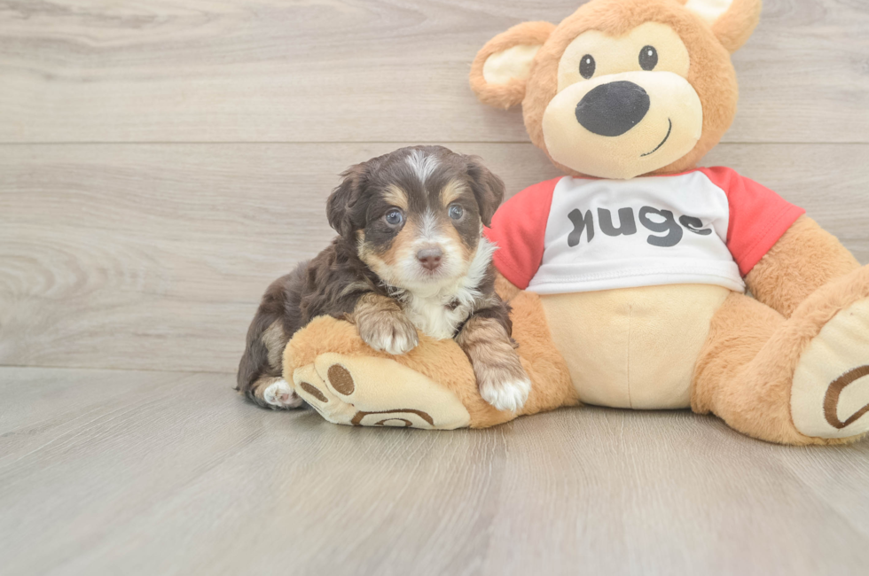 5 week old Mini Aussiedoodle Puppy For Sale - Windy City Pups