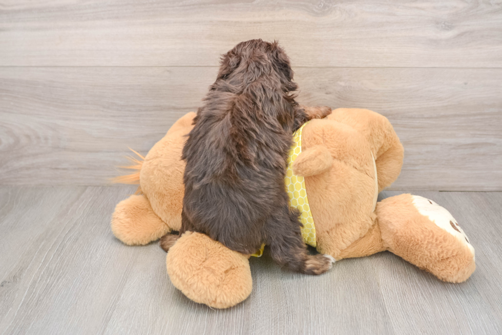 Mini Aussiedoodle Puppy for Adoption