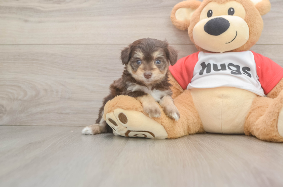 6 week old Mini Aussiedoodle Puppy For Sale - Windy City Pups
