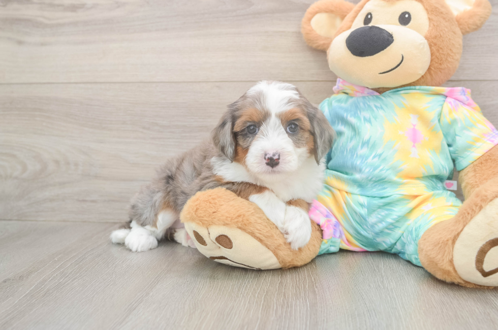 5 week old Mini Aussiedoodle Puppy For Sale - Windy City Pups