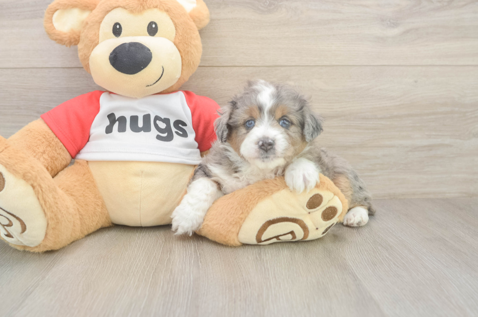 5 week old Mini Aussiedoodle Puppy For Sale - Windy City Pups