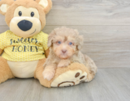 8 week old Mini Aussiedoodle Puppy For Sale - Windy City Pups