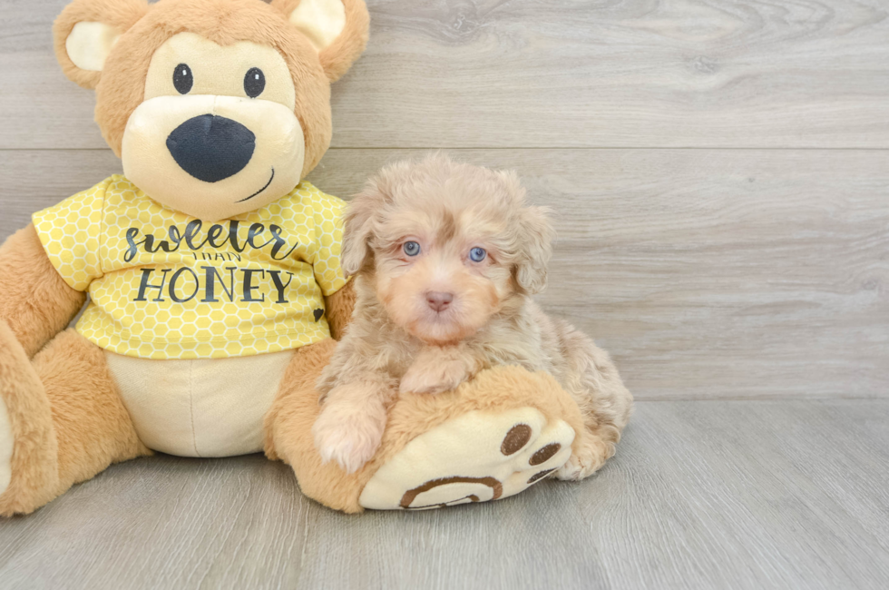 7 week old Mini Aussiedoodle Puppy For Sale - Windy City Pups