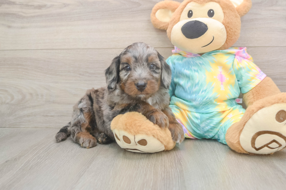 5 week old Mini Aussiedoodle Puppy For Sale - Windy City Pups