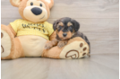 Little Mini Aussiepoo Poodle Mix Puppy