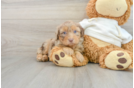 Mini Aussiedoodle Puppy for Adoption