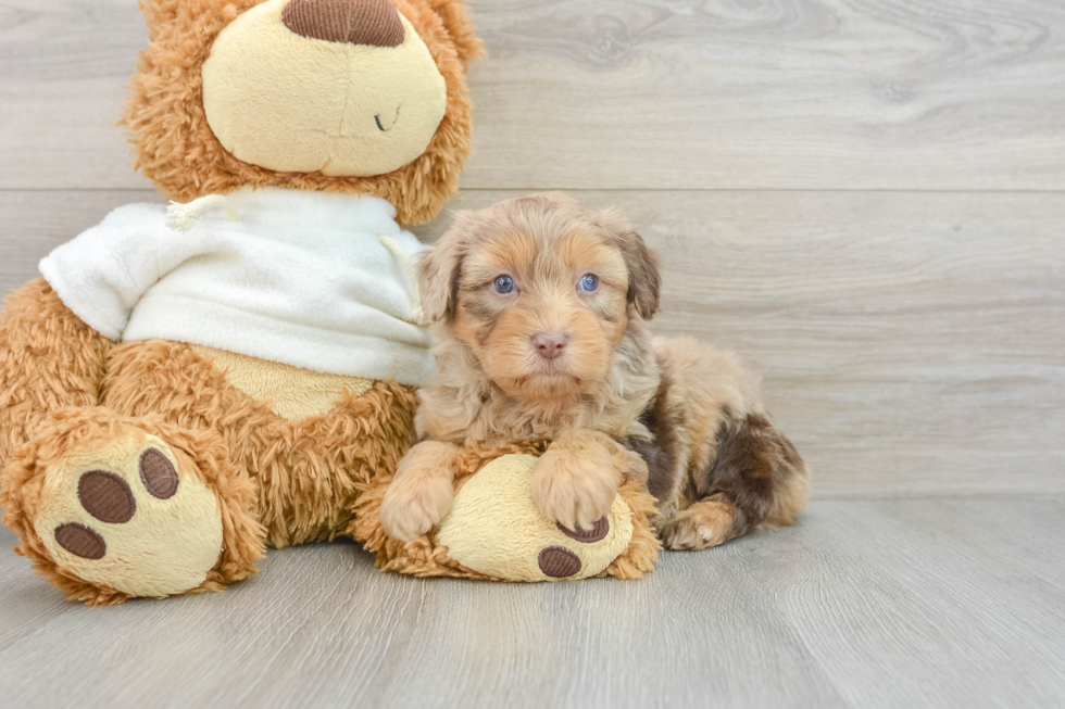 Mini Aussiedoodle Puppy for Adoption