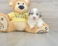 8 week old Mini Aussiedoodle Puppy For Sale - Windy City Pups