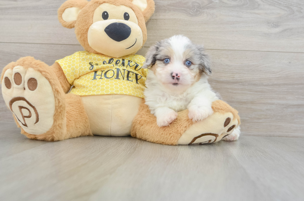 7 week old Mini Aussiedoodle Puppy For Sale - Windy City Pups
