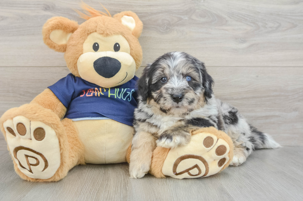 5 week old Mini Aussiedoodle Puppy For Sale - Windy City Pups