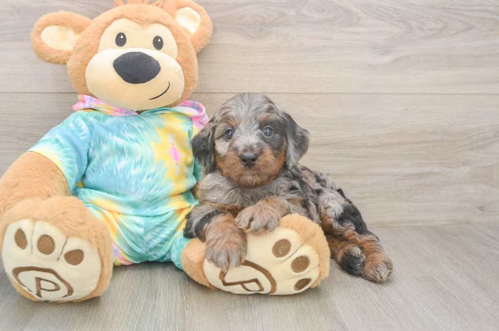 5 week old Mini Aussiedoodle Puppy For Sale - Windy City Pups