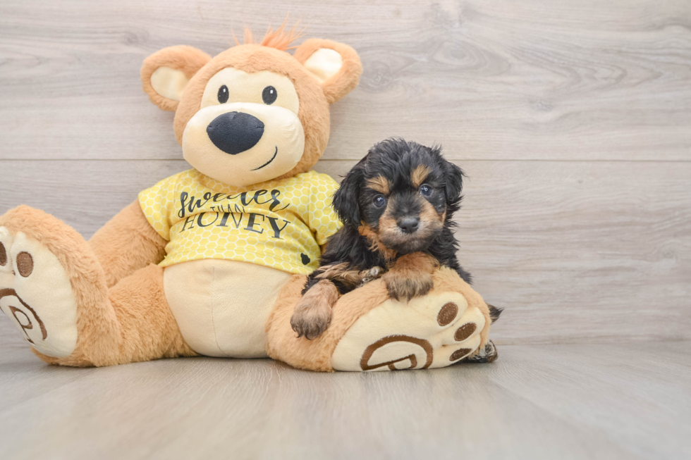 Small Mini Aussiedoodle Baby