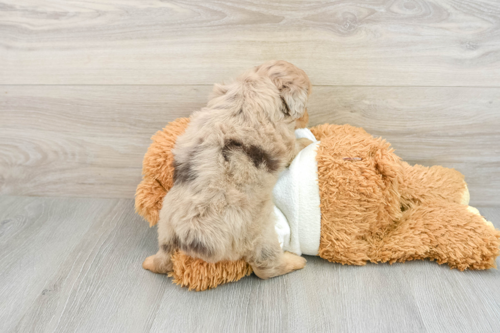 Mini Aussiedoodle Puppy for Adoption