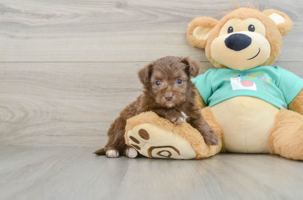 5 week old Mini Aussiedoodle Puppy For Sale - Windy City Pups