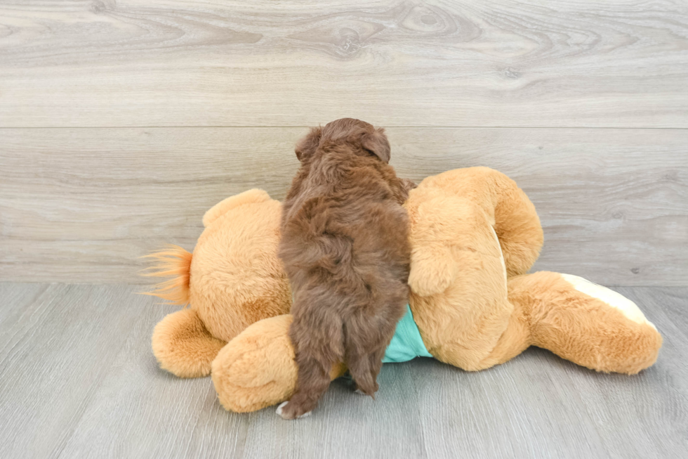 Smart Mini Aussiedoodle Poodle Mix Pup