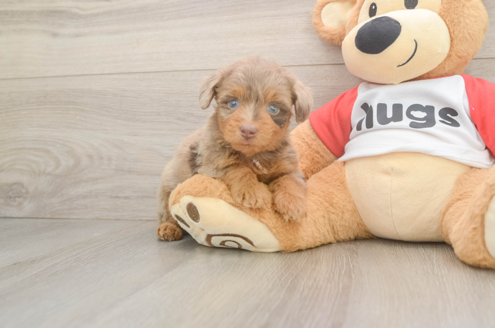 6 week old Mini Aussiedoodle Puppy For Sale - Windy City Pups
