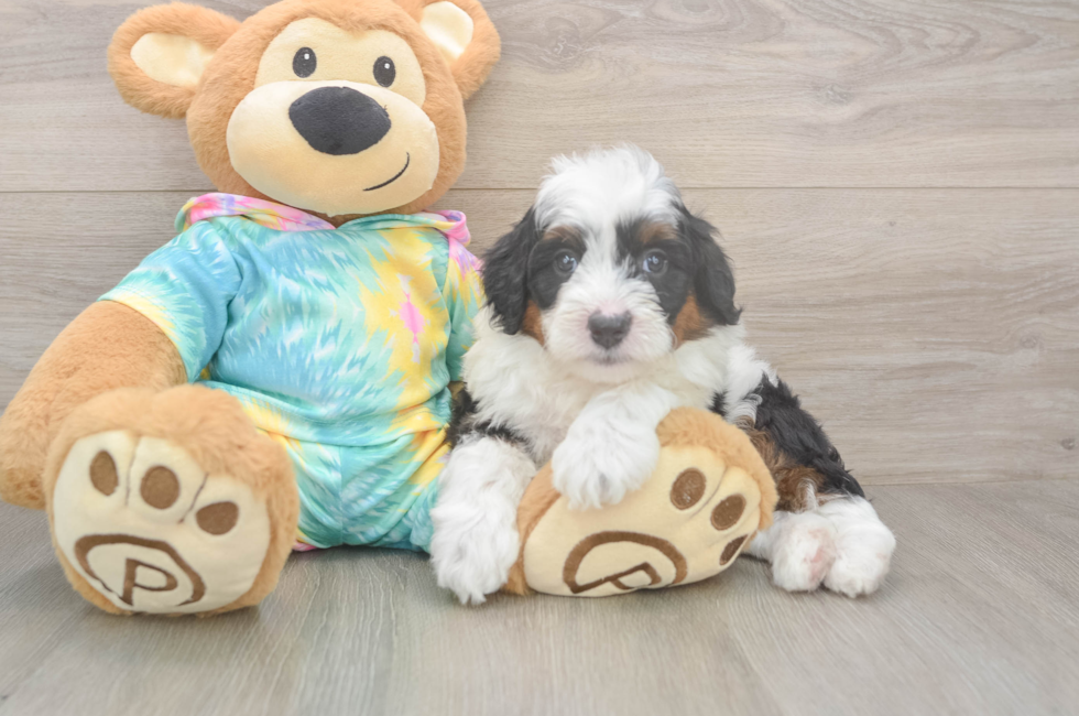5 week old Mini Aussiedoodle Puppy For Sale - Windy City Pups