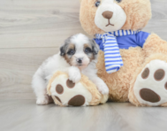 9 week old Mini Aussiedoodle Puppy For Sale - Windy City Pups