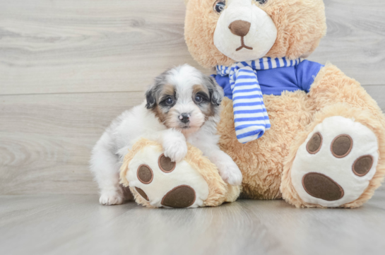 Friendly Mini Aussiedoodle Baby