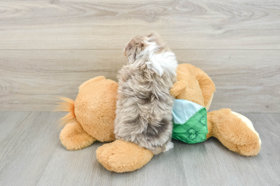 Sweet Mini Aussiedoodle Baby