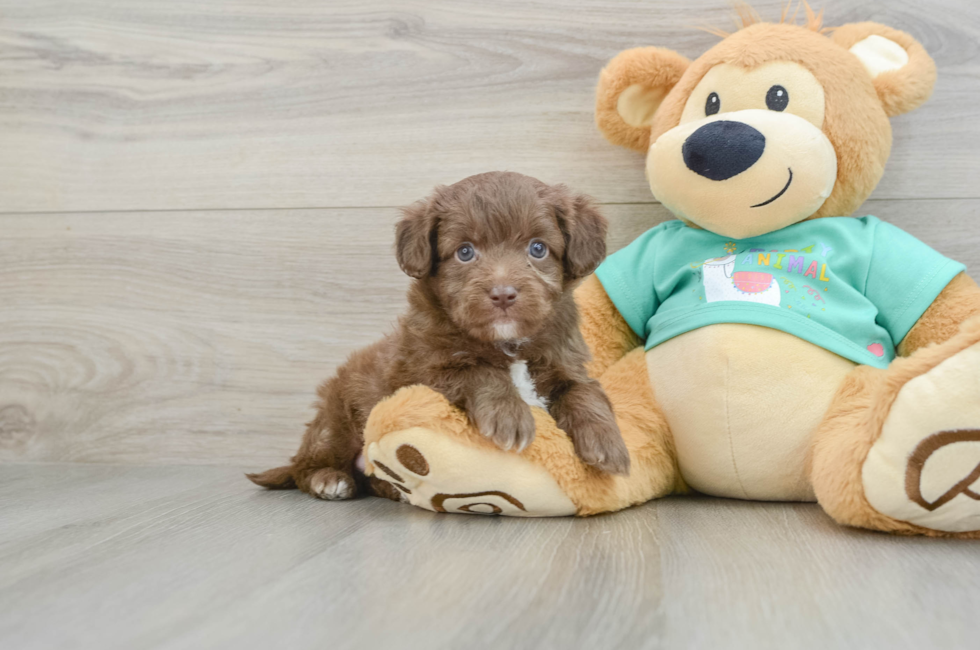 5 week old Mini Aussiedoodle Puppy For Sale - Windy City Pups