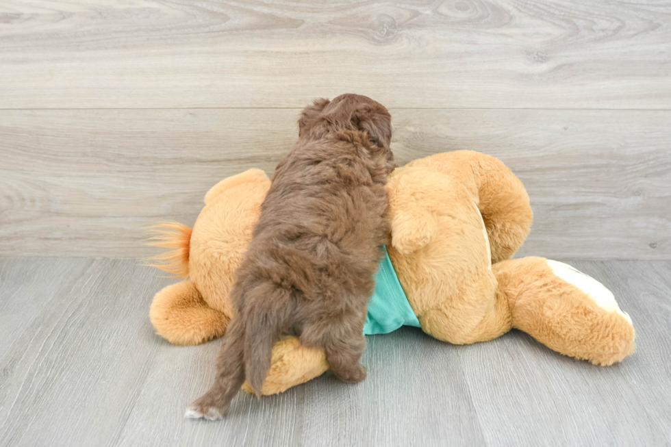 Mini Aussiedoodle Pup Being Cute