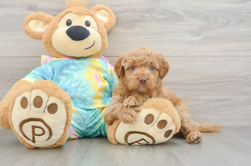 5 week old Mini Aussiedoodle Puppy For Sale - Windy City Pups