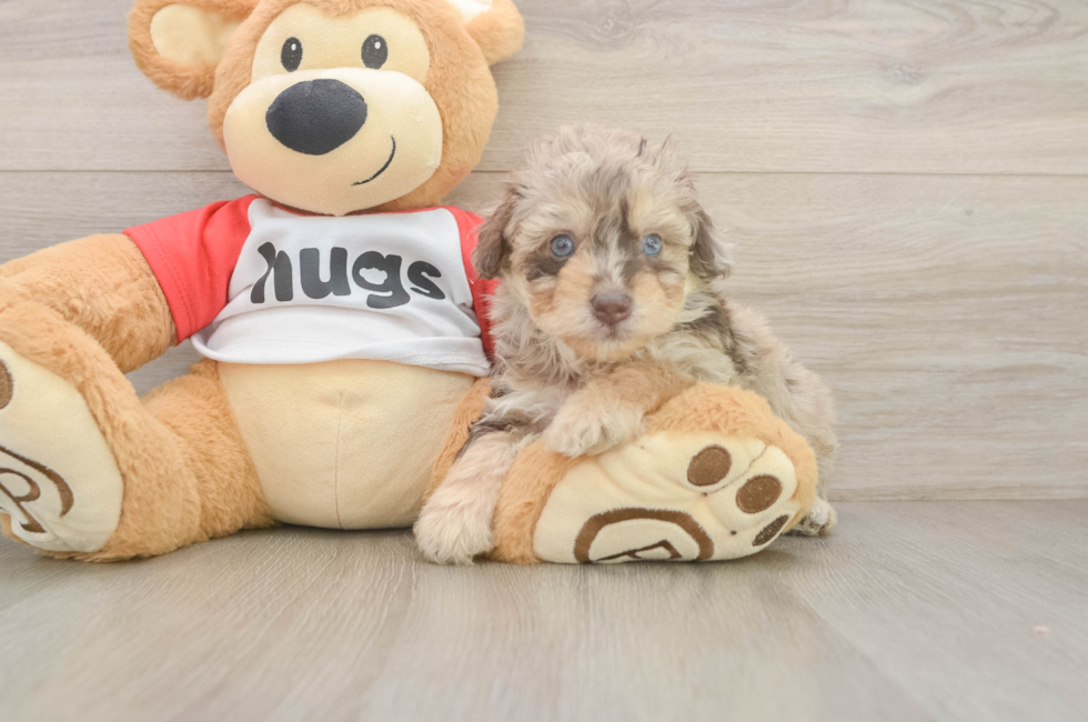 6 week old Mini Aussiedoodle Puppy For Sale - Windy City Pups