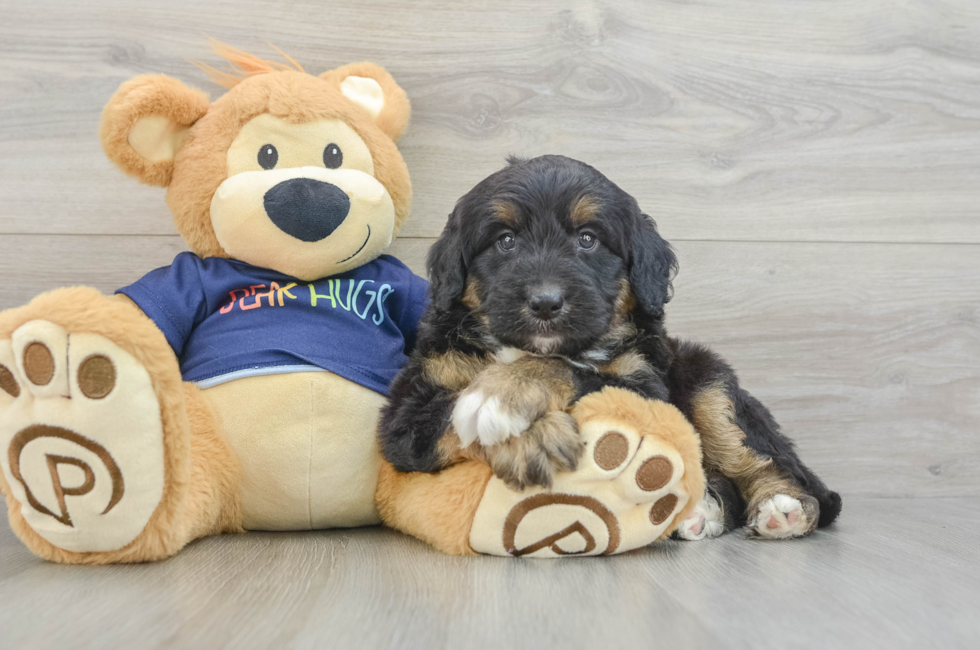 5 week old Mini Aussiedoodle Puppy For Sale - Windy City Pups