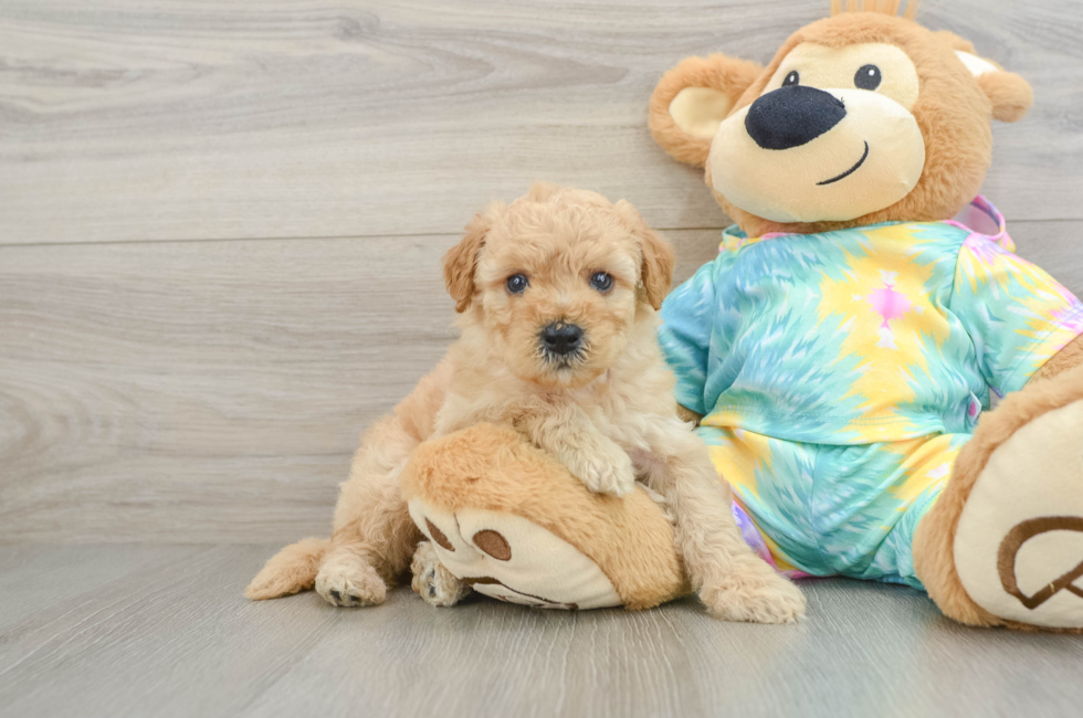 5 week old Mini Aussiedoodle Puppy For Sale - Windy City Pups