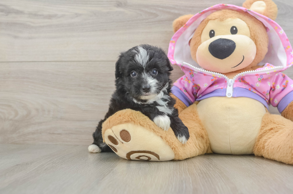 5 week old Mini Aussiedoodle Puppy For Sale - Windy City Pups