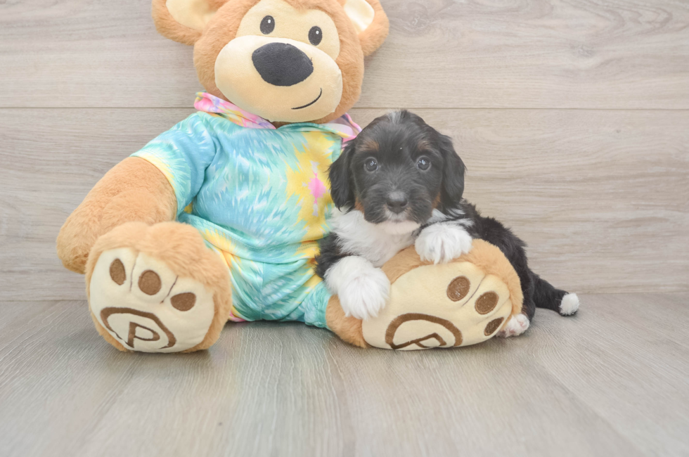 5 week old Mini Aussiedoodle Puppy For Sale - Windy City Pups