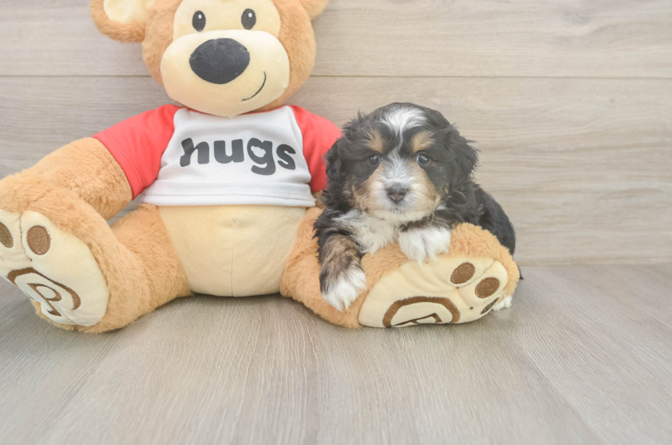 5 week old Mini Aussiedoodle Puppy For Sale - Windy City Pups