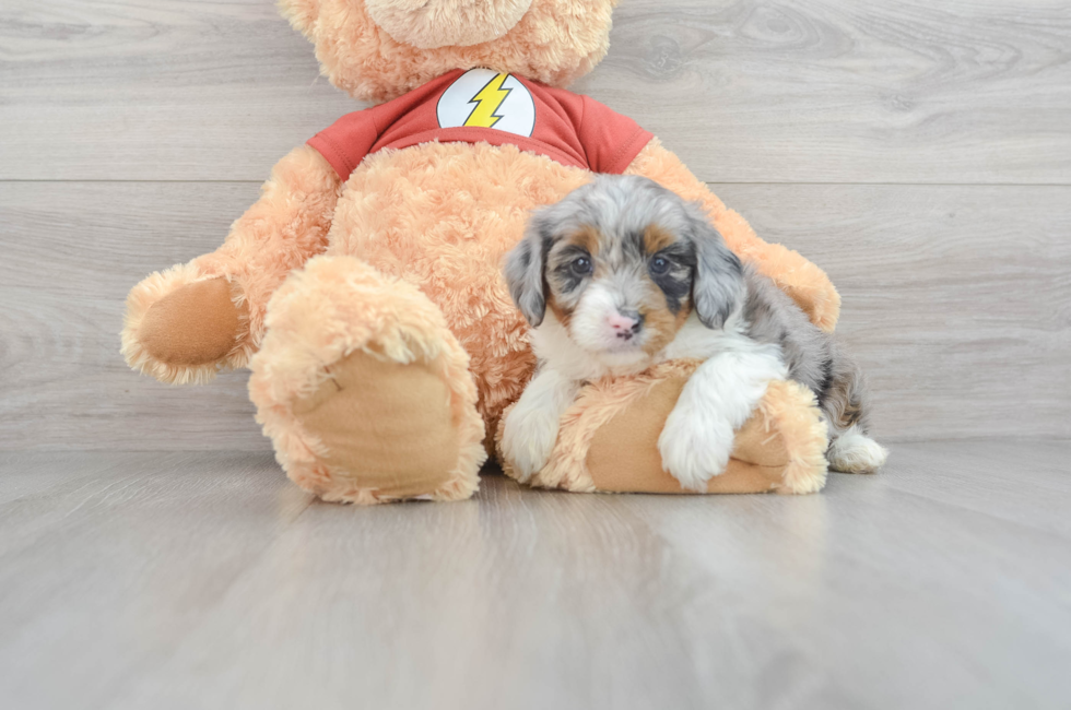 5 week old Mini Aussiedoodle Puppy For Sale - Windy City Pups